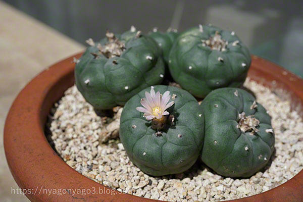 サボテンの花　2022-04-06（水）