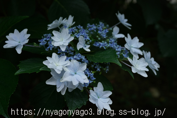 額紫陽花